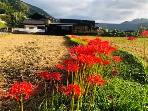 紅蓮華 彼岸花|【2023】京都の彼岸花スポット〜花から感じる秋の。